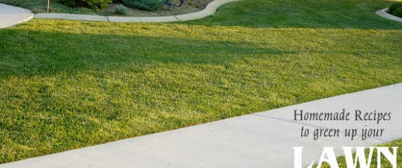 Homemade recipes to green up your lawn - via NoBiggie.net