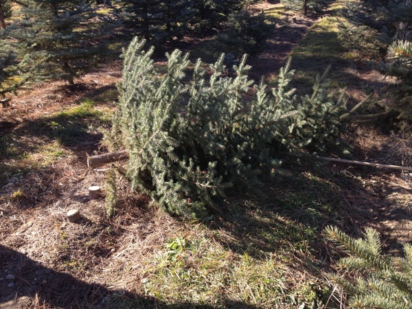 cutting down our Christmas Tree