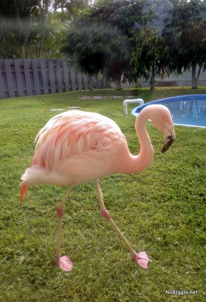 a pink Flamingo - NoBiggie.net