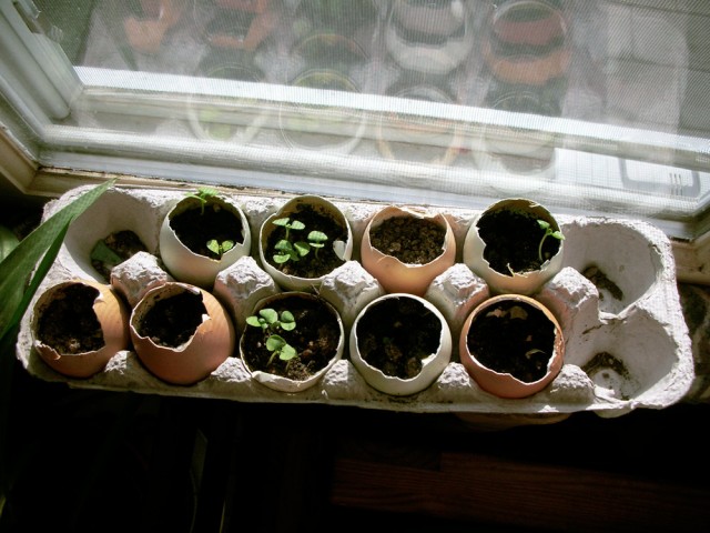 Start Seedlings indoors | 25+ Earth Day ideas
