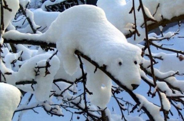 polar bear snow