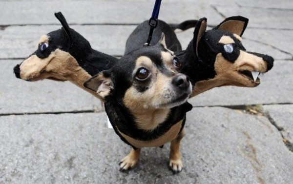 3-headed dog | 25+ Creative Costumes for Dogs