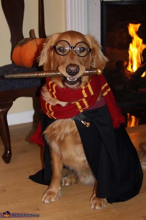Harry Potter Dog Costume | 25+ Creative Costumes for Dogs