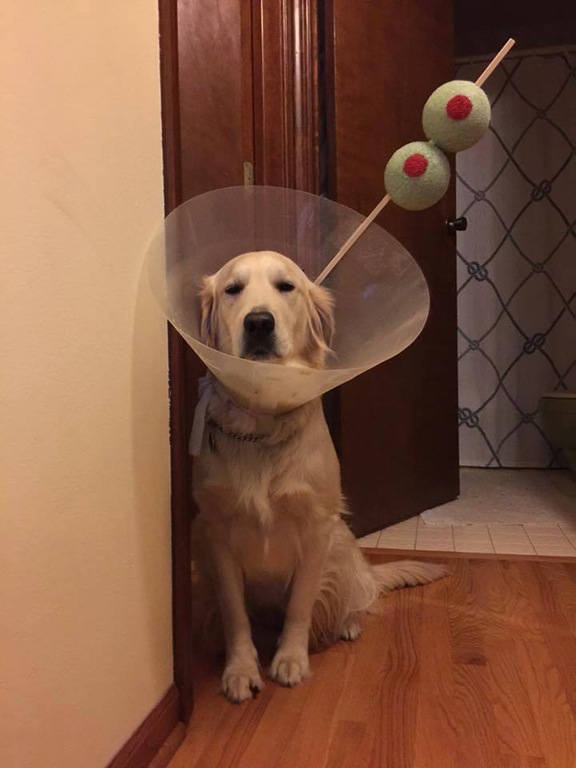 Martini Dog | 25+ Creative Costumes for Dogs