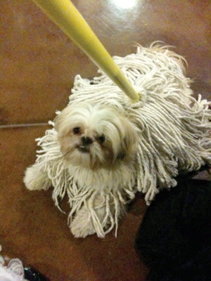 Mop Dog | 25+ Creative Costumes for Dogs