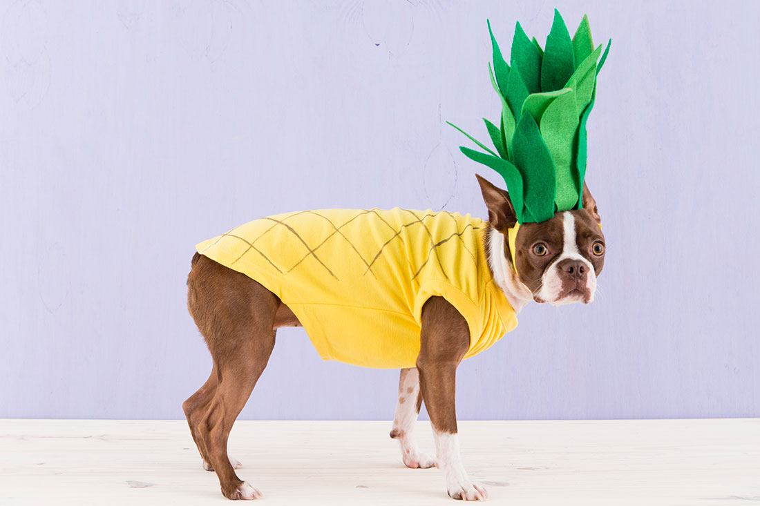 Pineapple dog | 25+ Creative Costumes for Dogs