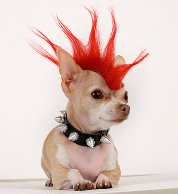 Punk Dog | 25+ Creative Costumes for Dogs