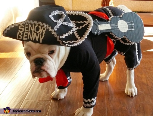 Senor Benny the Mariachi Dog | 25+ Creative Costumes for Dogs