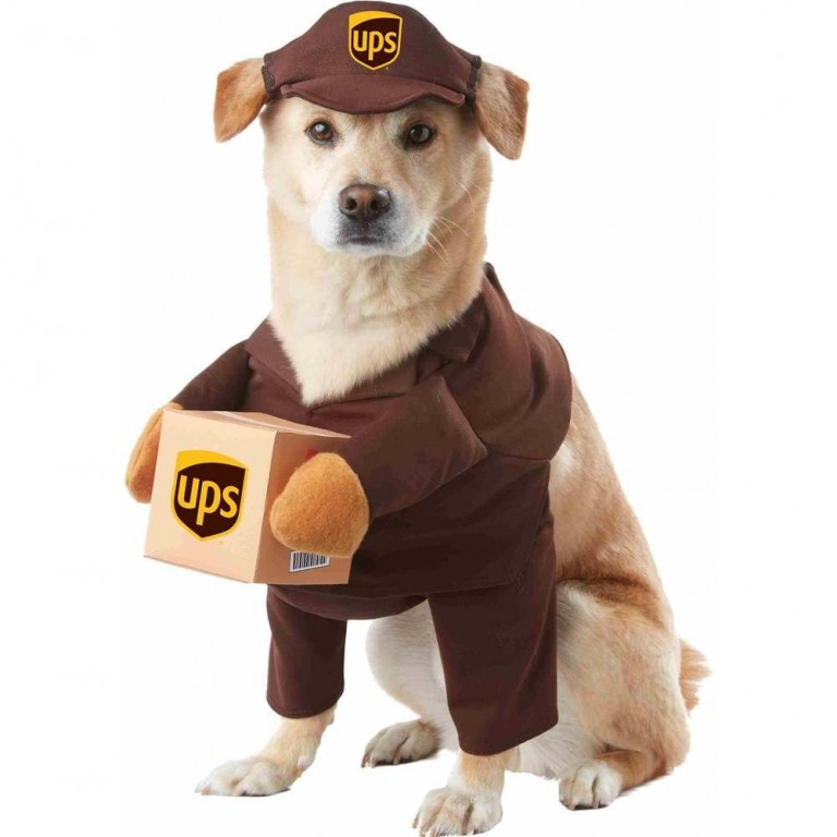 25+ Creative Costumes for Dogs NoBiggie
