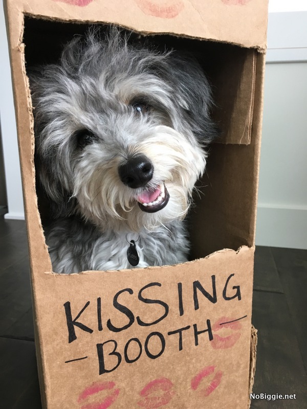 Kissing Booth Costume for Dogs | NoBiggie.net