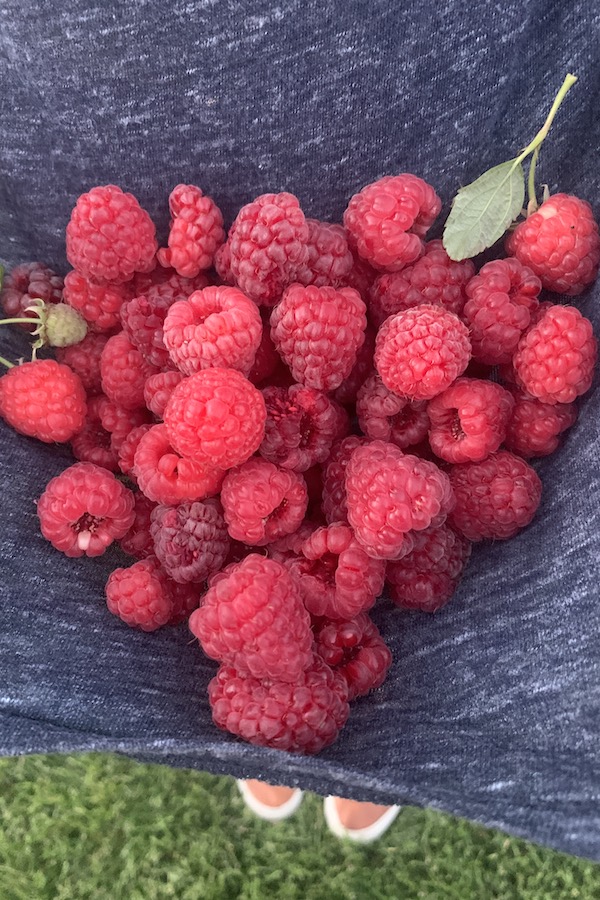 fresh picked raspberries | NoBiggie.net