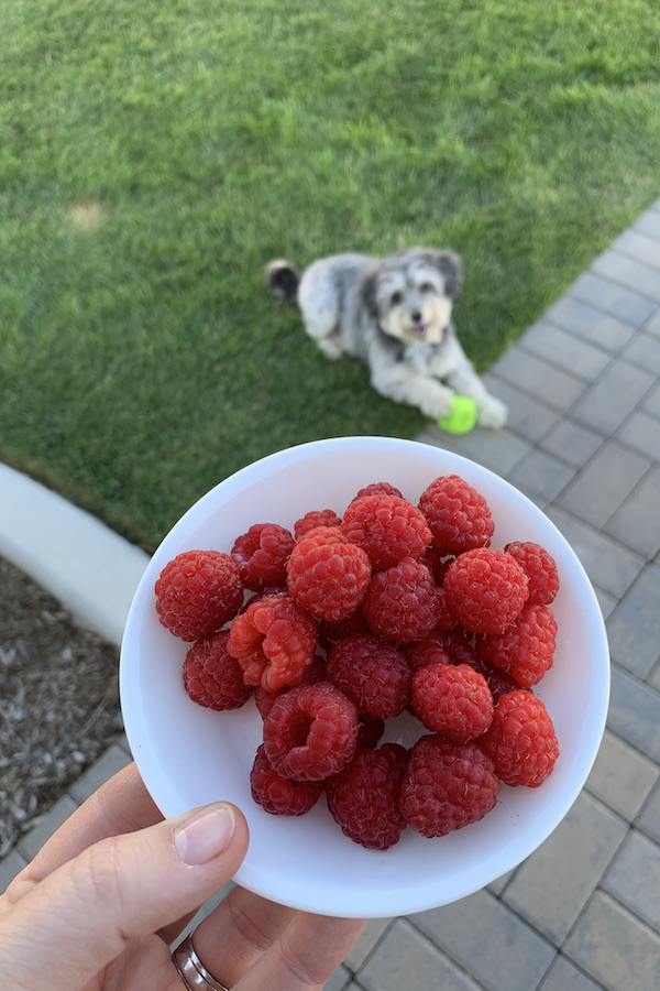 fresh raspberries | NoBiggie.net